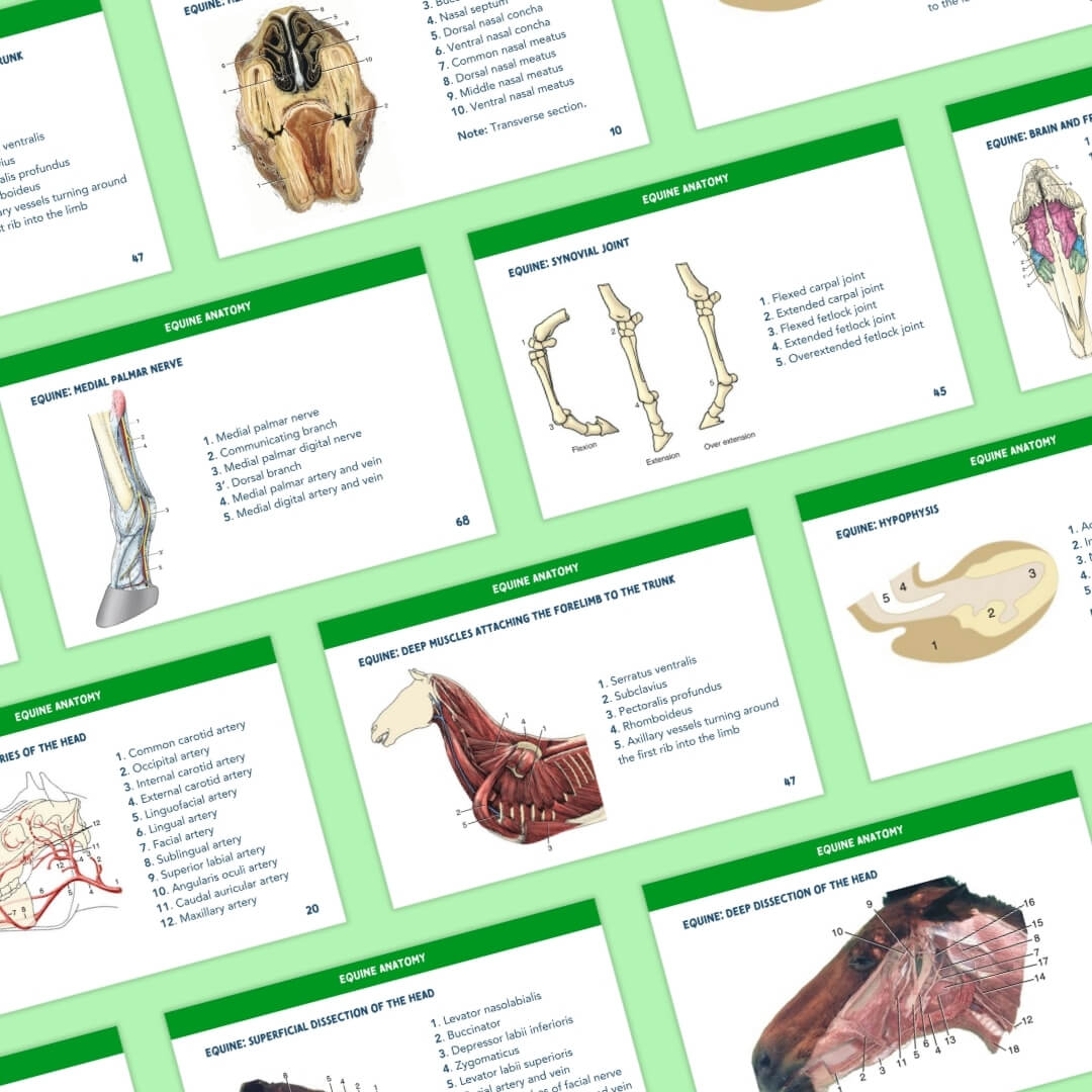 Equine Anatomy Flashcards