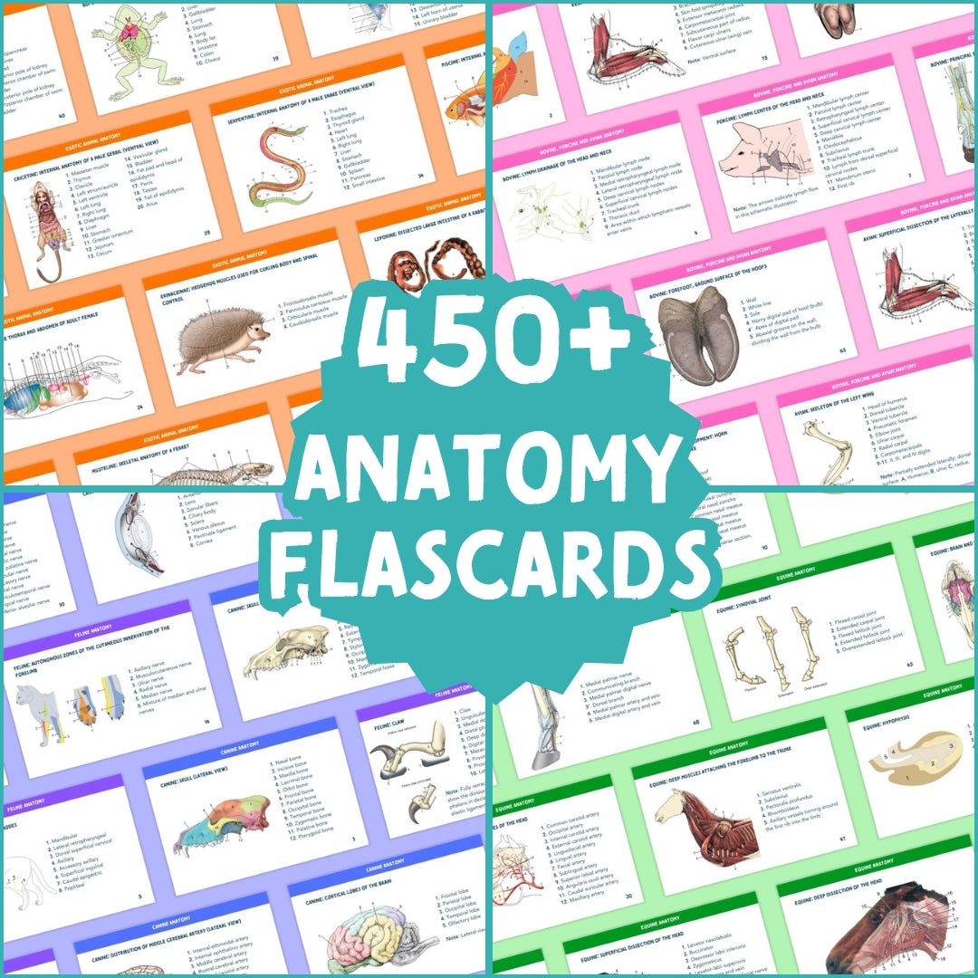 The Complete Vet Anatomy Flashcard Pack