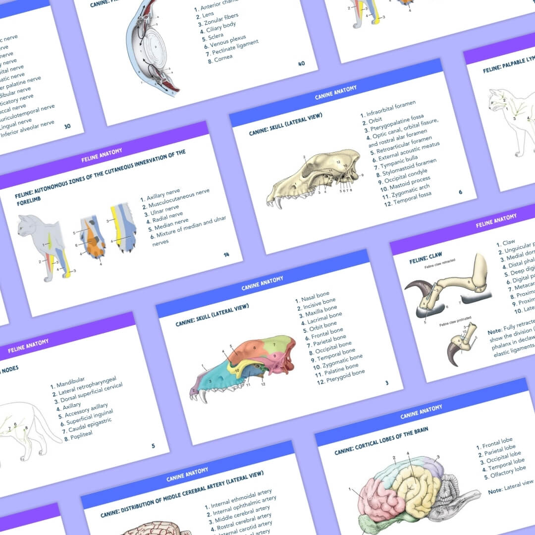 Canine & Feline Anatomy Flashcards