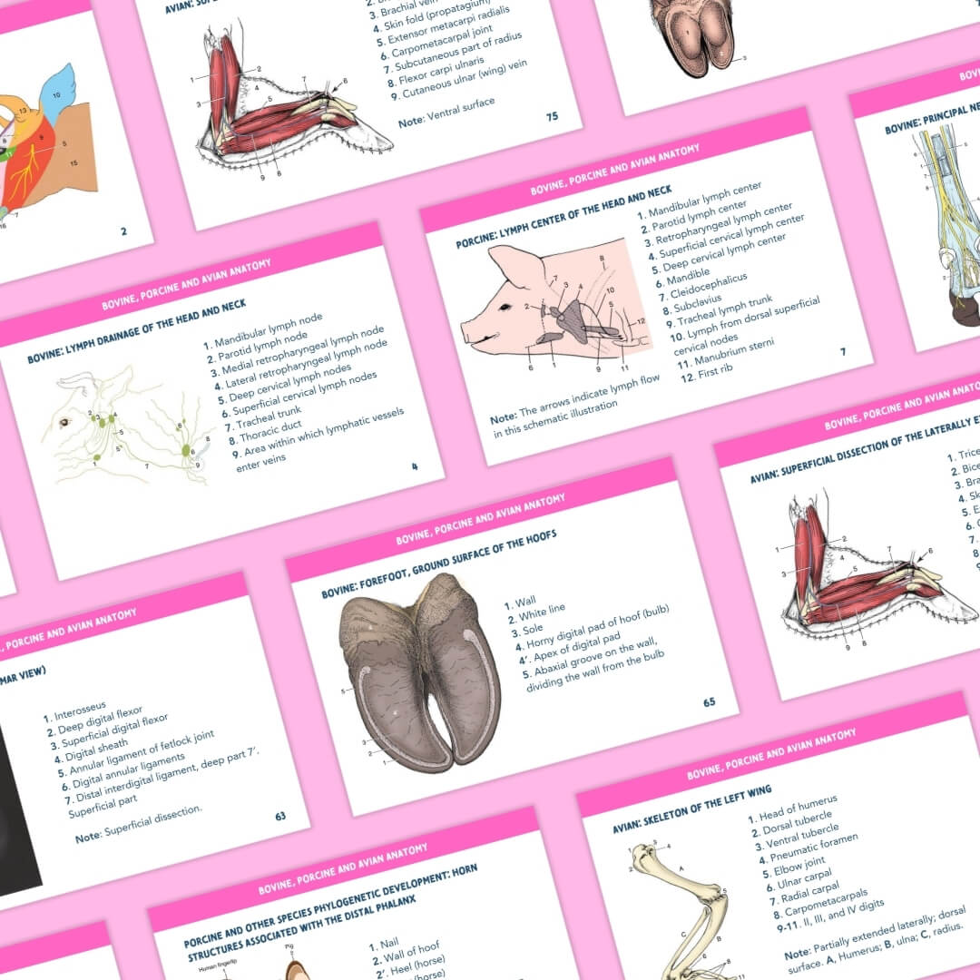 Bovine, Porcine & Avian Anatomy Flashcards