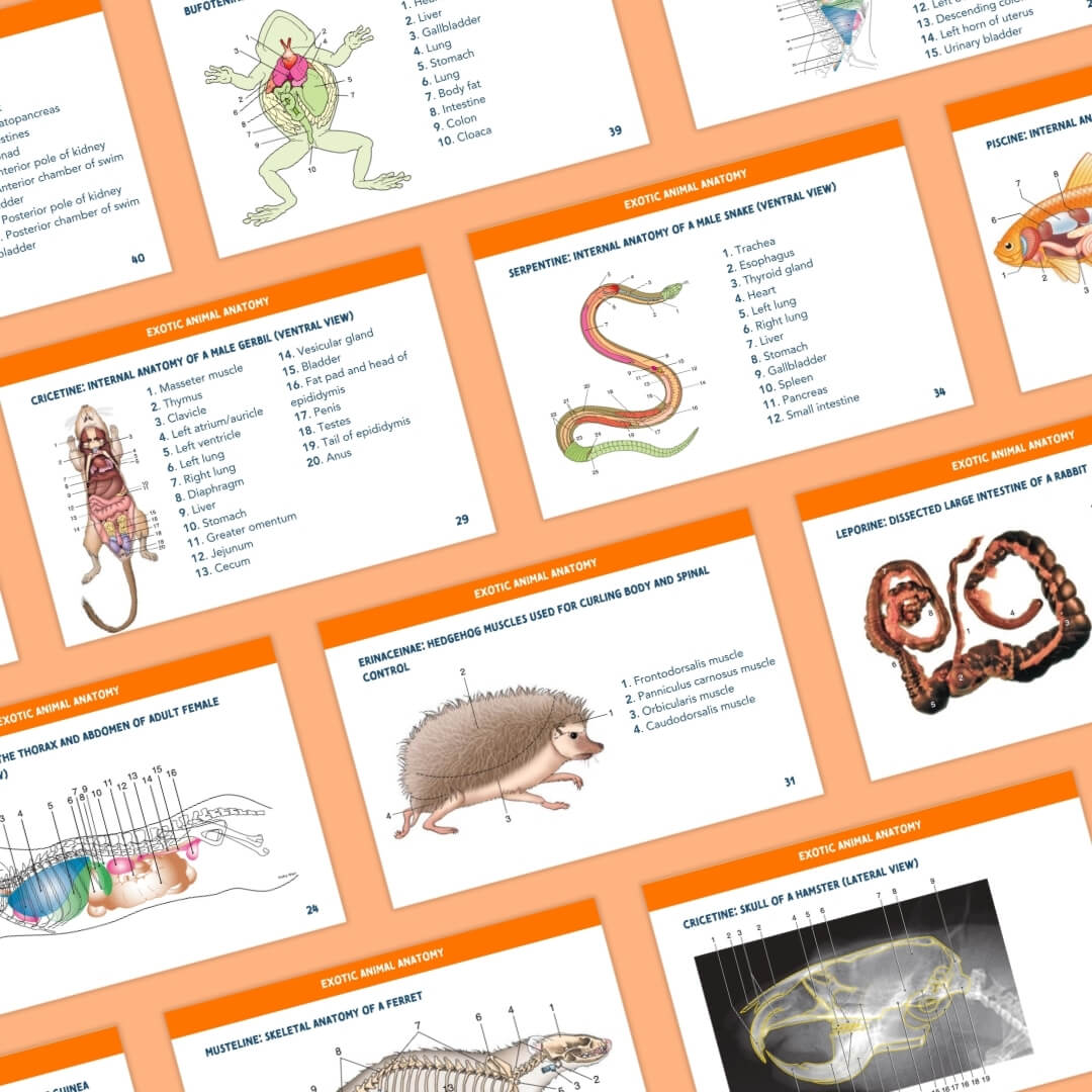 Exotic Animals Anatomy Flashcards