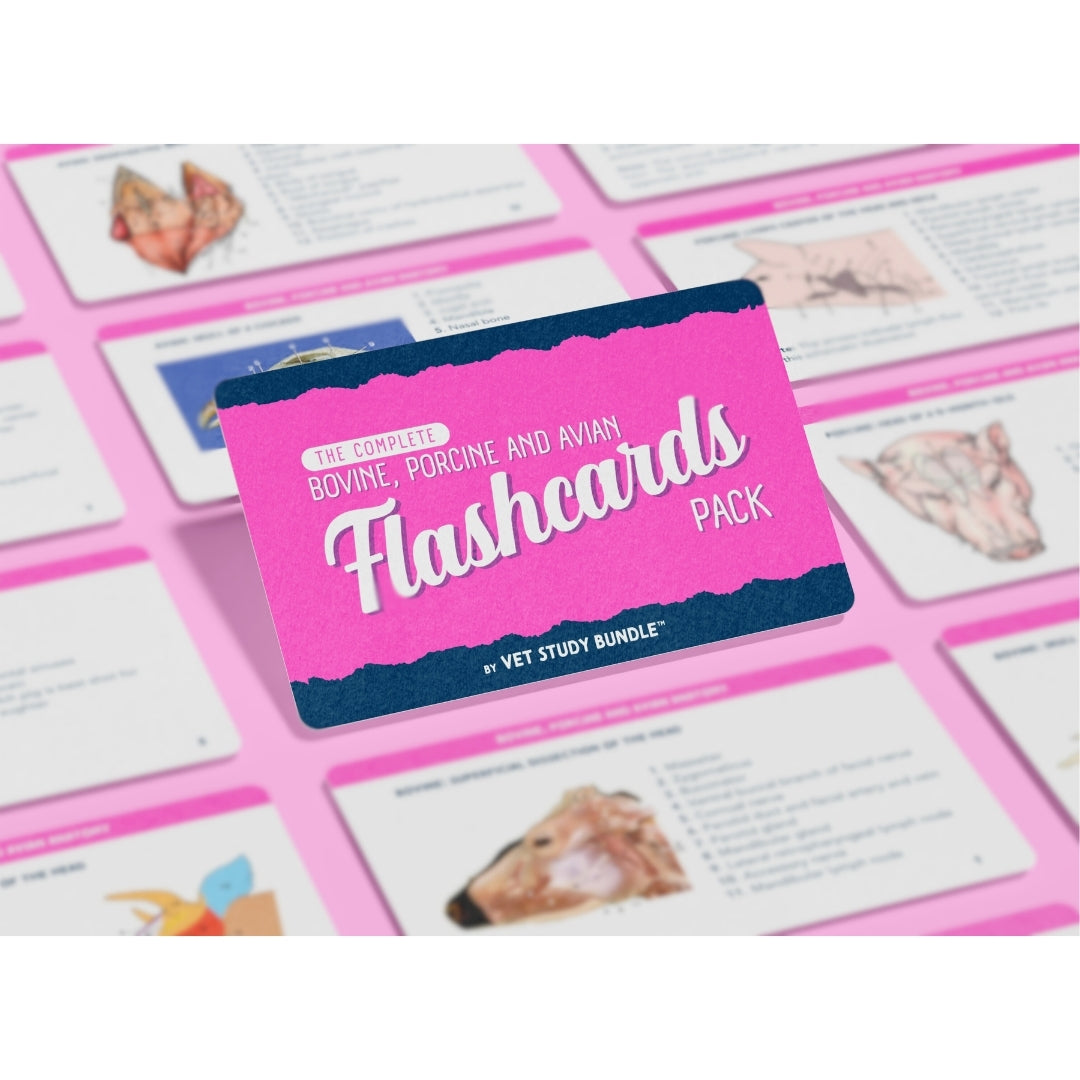 The Complete Vet Anatomy Flashcard Pack